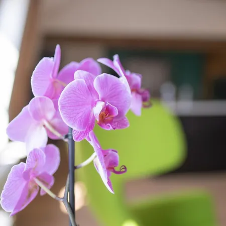 A Cote De La Place Du Pilori Lägenhet *